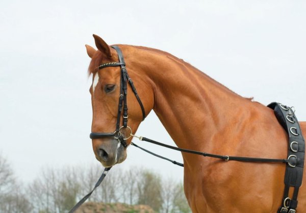 Busse Ausbinder Oesen- Starr