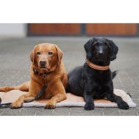 Eskadron Hundeset (Halsband + Leine), black, cognac