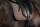 Eskadron Schabracke Sparkle Jewel Platinum, golden yellow, black, smoky taupe